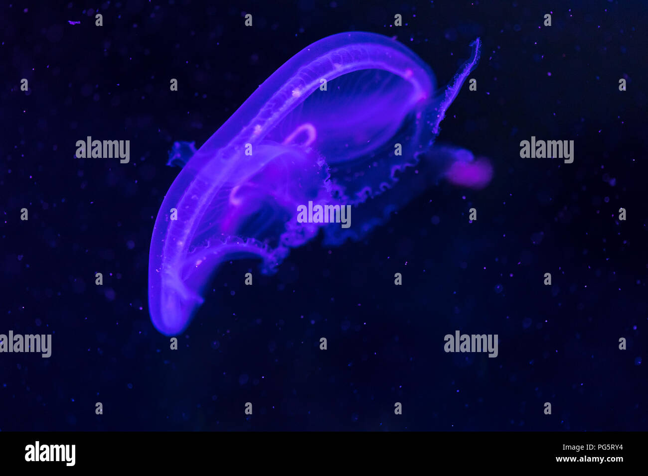 Photo en gros plan de belles méduses flottant dans l'ocean Banque D'Images