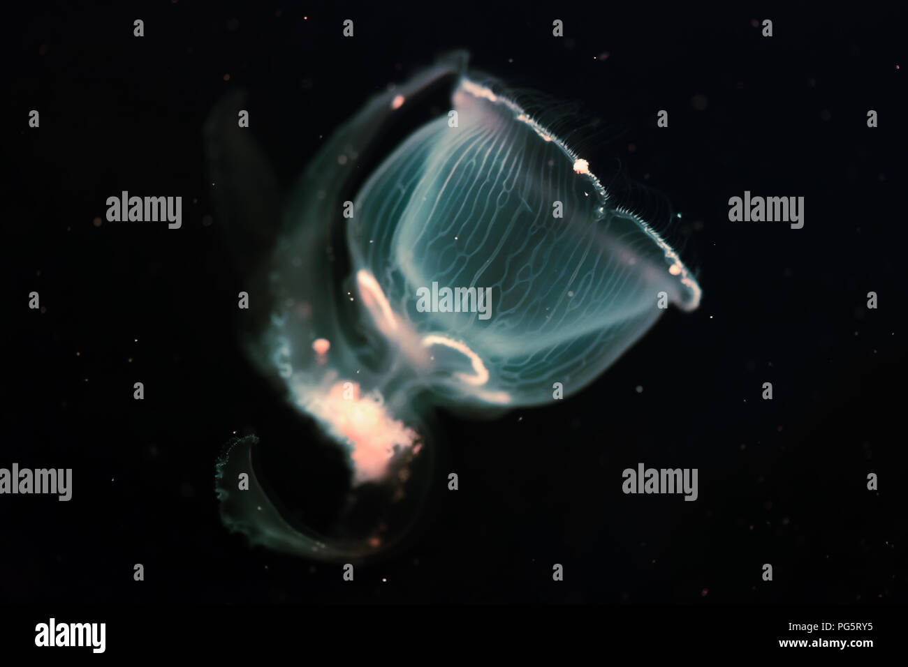 Photo en gros plan de belles méduses flottant dans l'ocean Banque D'Images