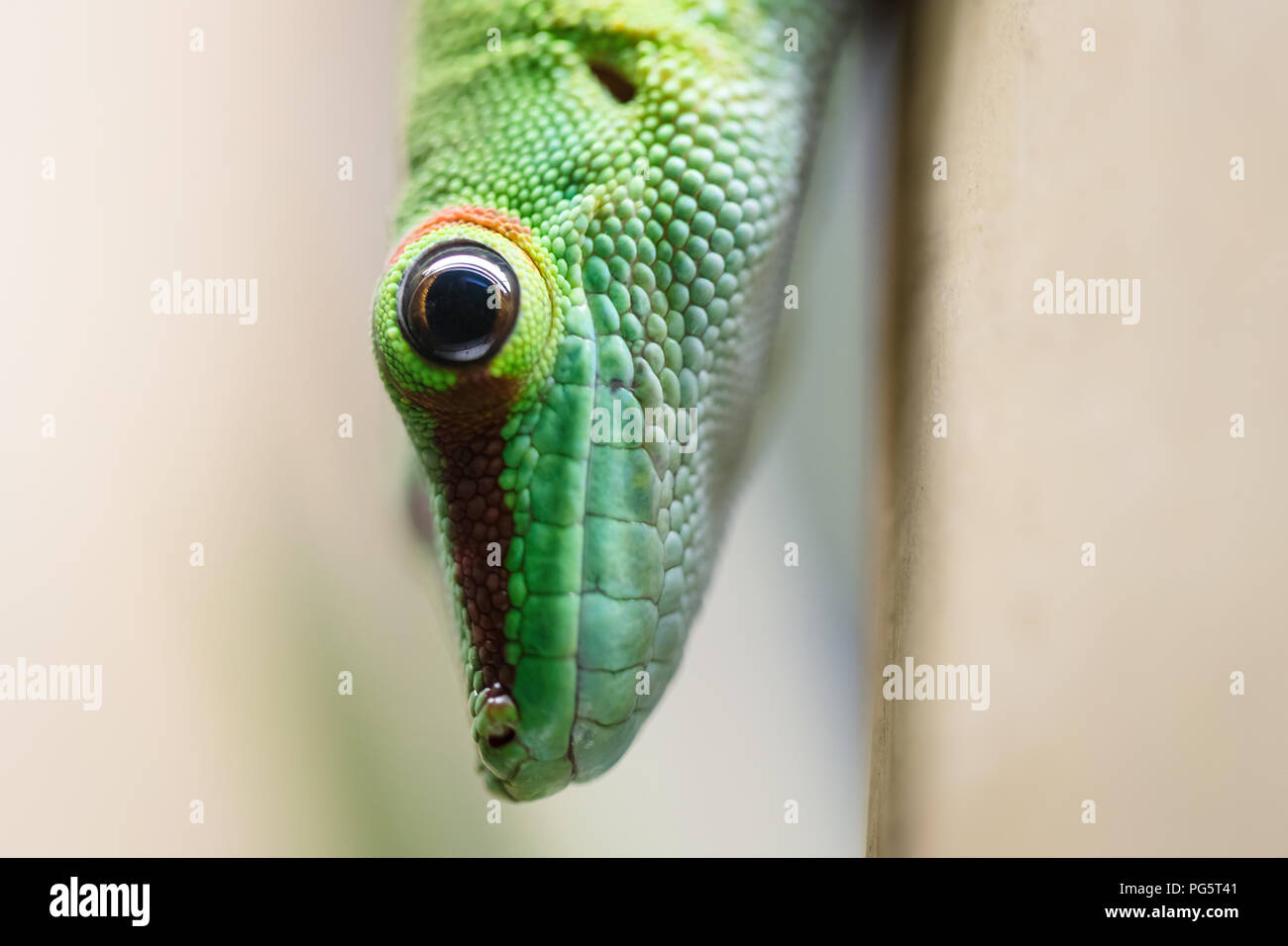 Close up green lizard eye Banque D'Images