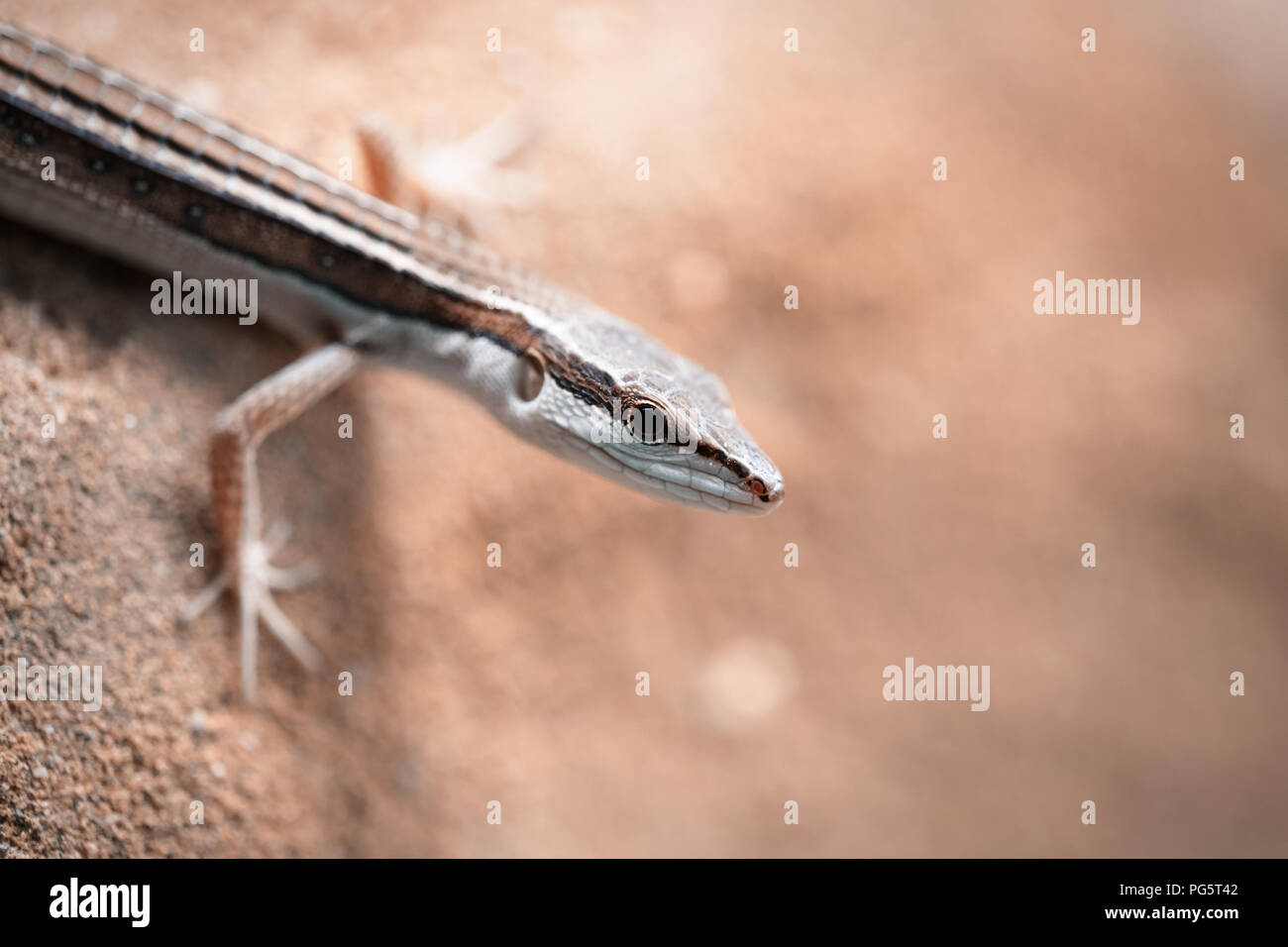 Little lizard close up, un lézard macro photographie Banque D'Images