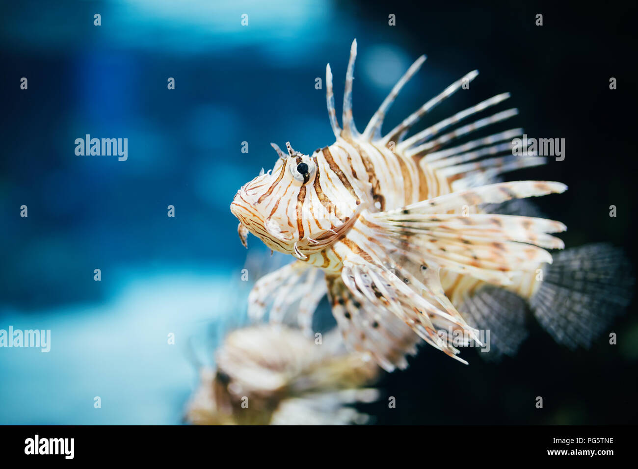 Portrait de beaux poissons lion venimeux dans l'aquarium Banque D'Images