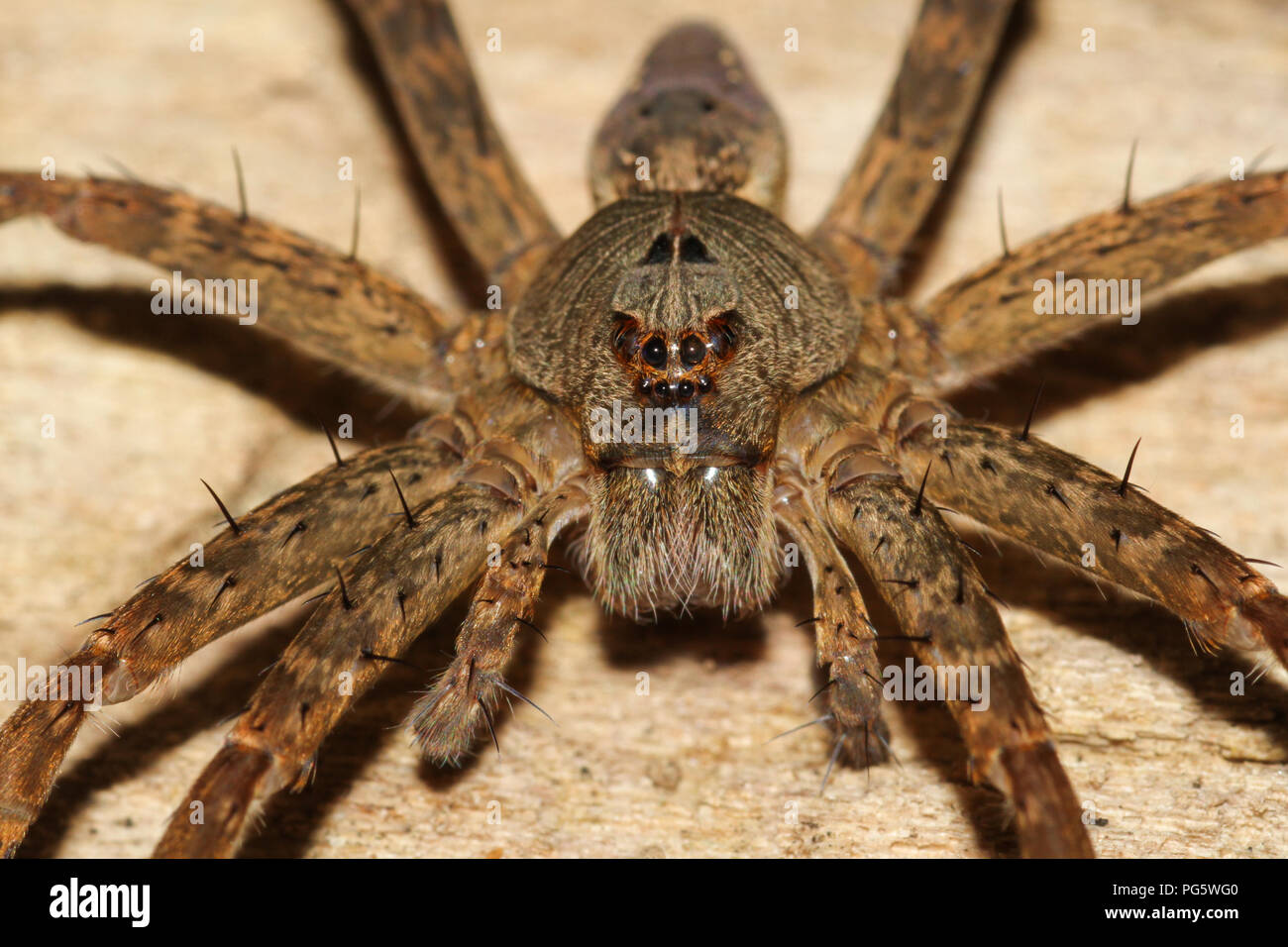 Près d'une grande araignée de pêche. Banque D'Images
