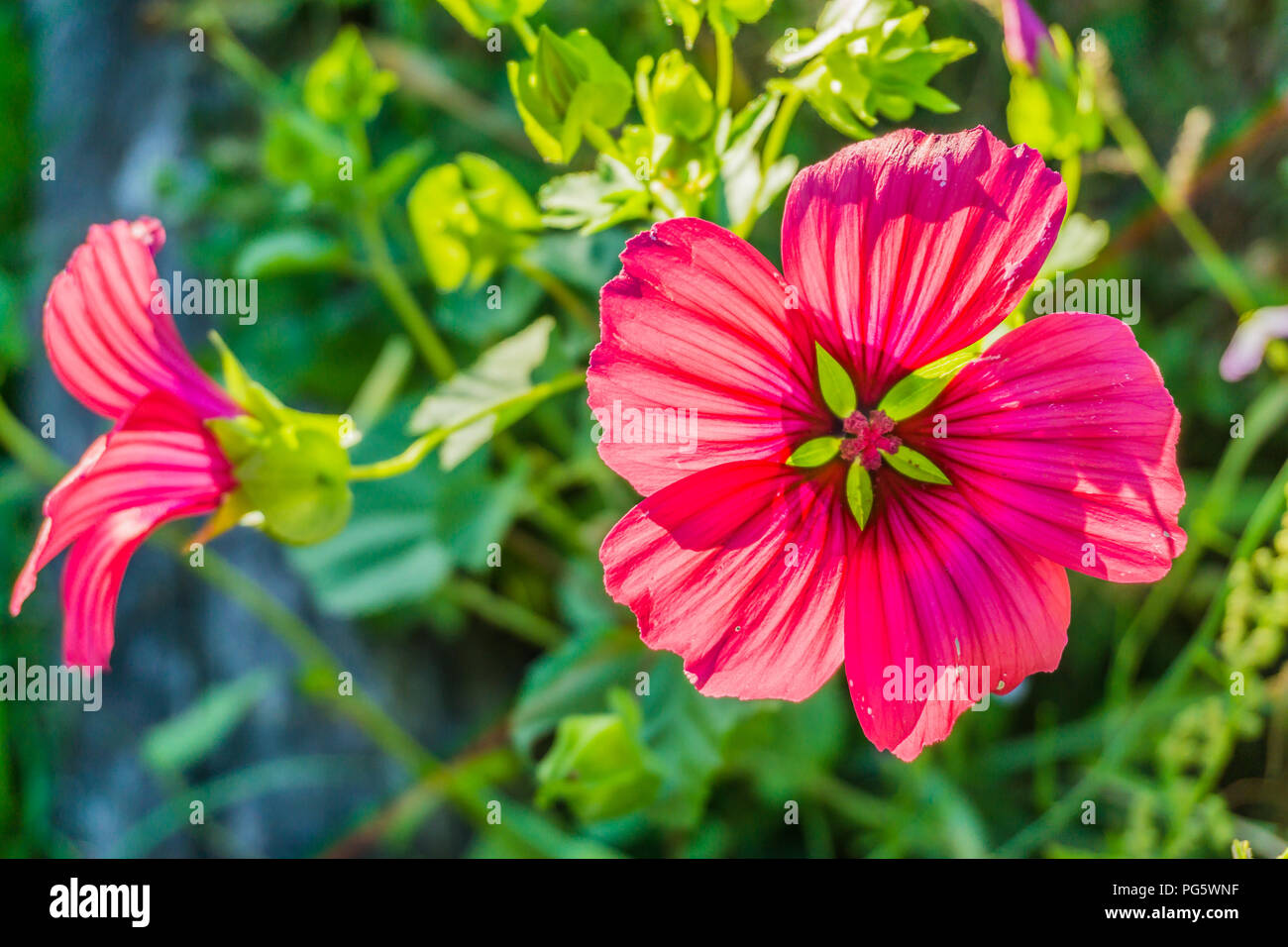 Fleur d'hibiscus rouge vif en fleur macro close up Banque D'Images