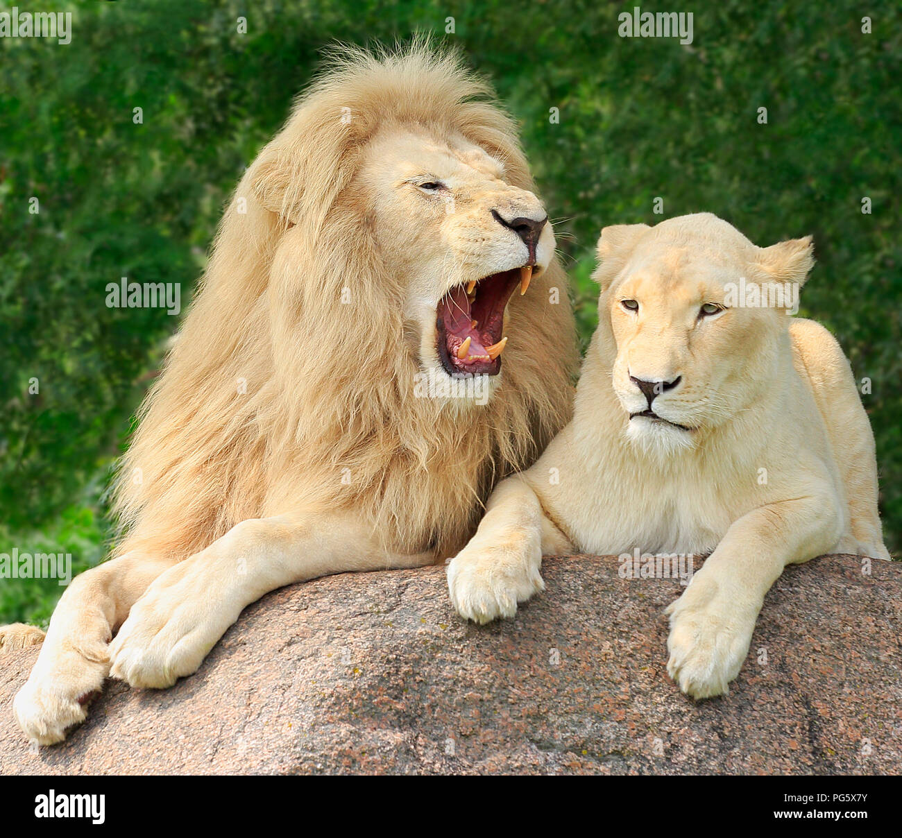 Portrait de famille des Lions Banque D'Images