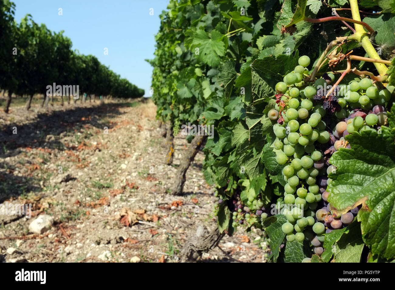Une rangée de raisin vert de plus en plus le soleil d'été à Monsaguel dans la région de la Dordogne 2018 Banque D'Images