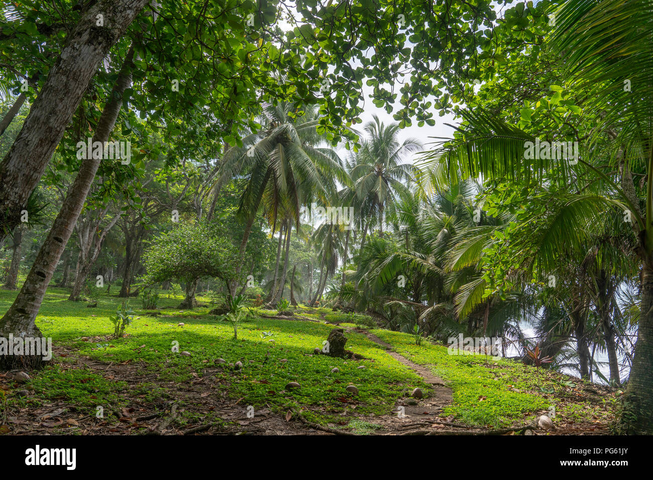 Palmiers, parc national de Corcovado, péninsule d'Osa, au Costa Rica. Banque D'Images