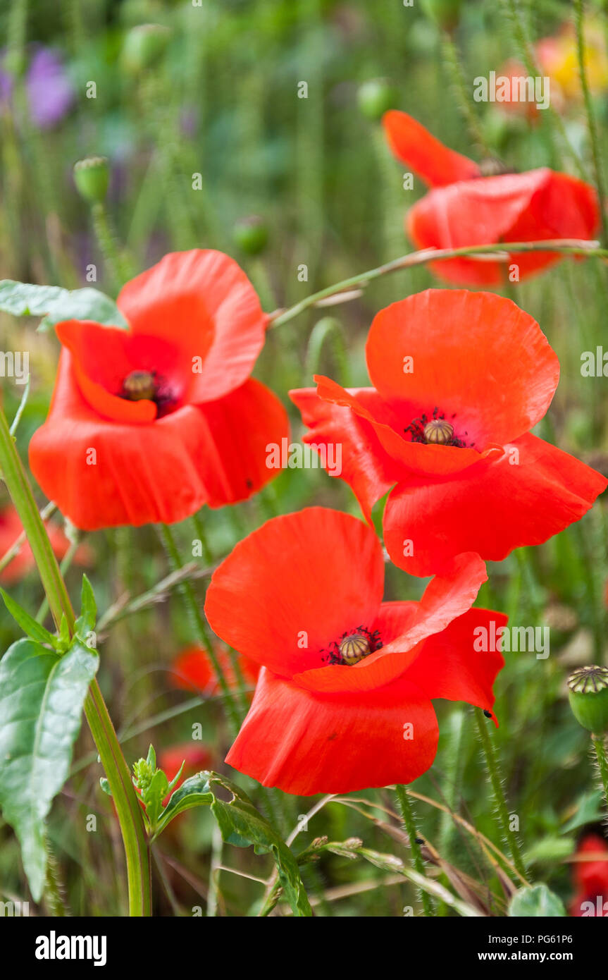 De plus en plus des coquelicots en été à Norfolk, England, UK Banque D'Images