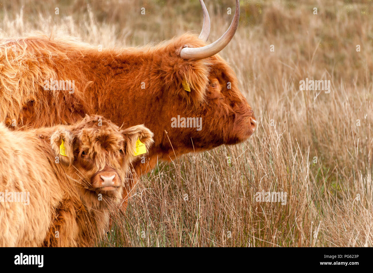 Une vache et son veau Highland, à la recherche de l'appareil photo, dans l'herbe haute en hiver. Islay, Ecosse, Royaume-Uni Banque D'Images