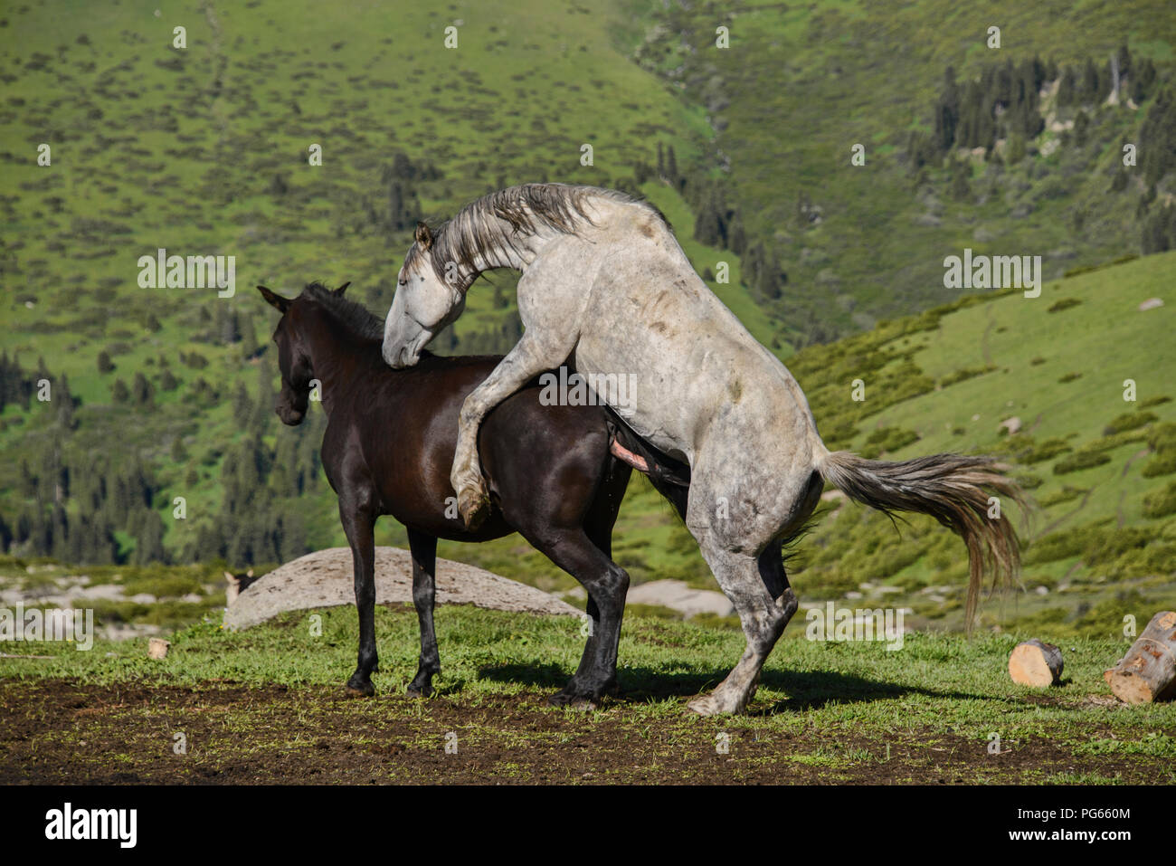 L'accouplement des chevaux dans la zone alpine de l'herbe, Jyrgalan, Kirghizistan Banque D'Images