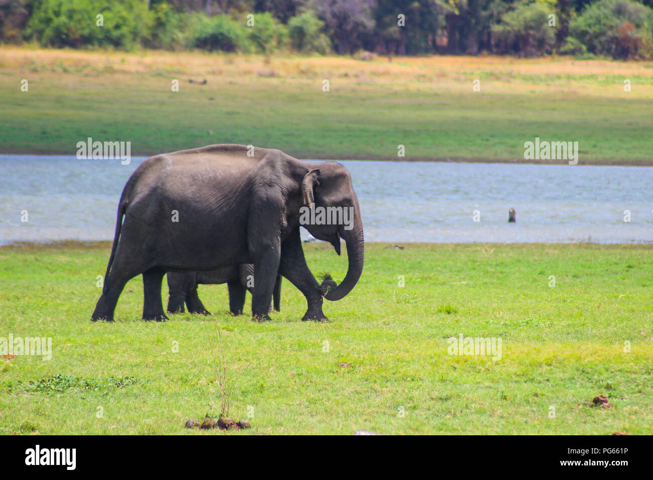 L'éléphant indien, le Sri Lanka - parc national de kaudulla Banque D'Images