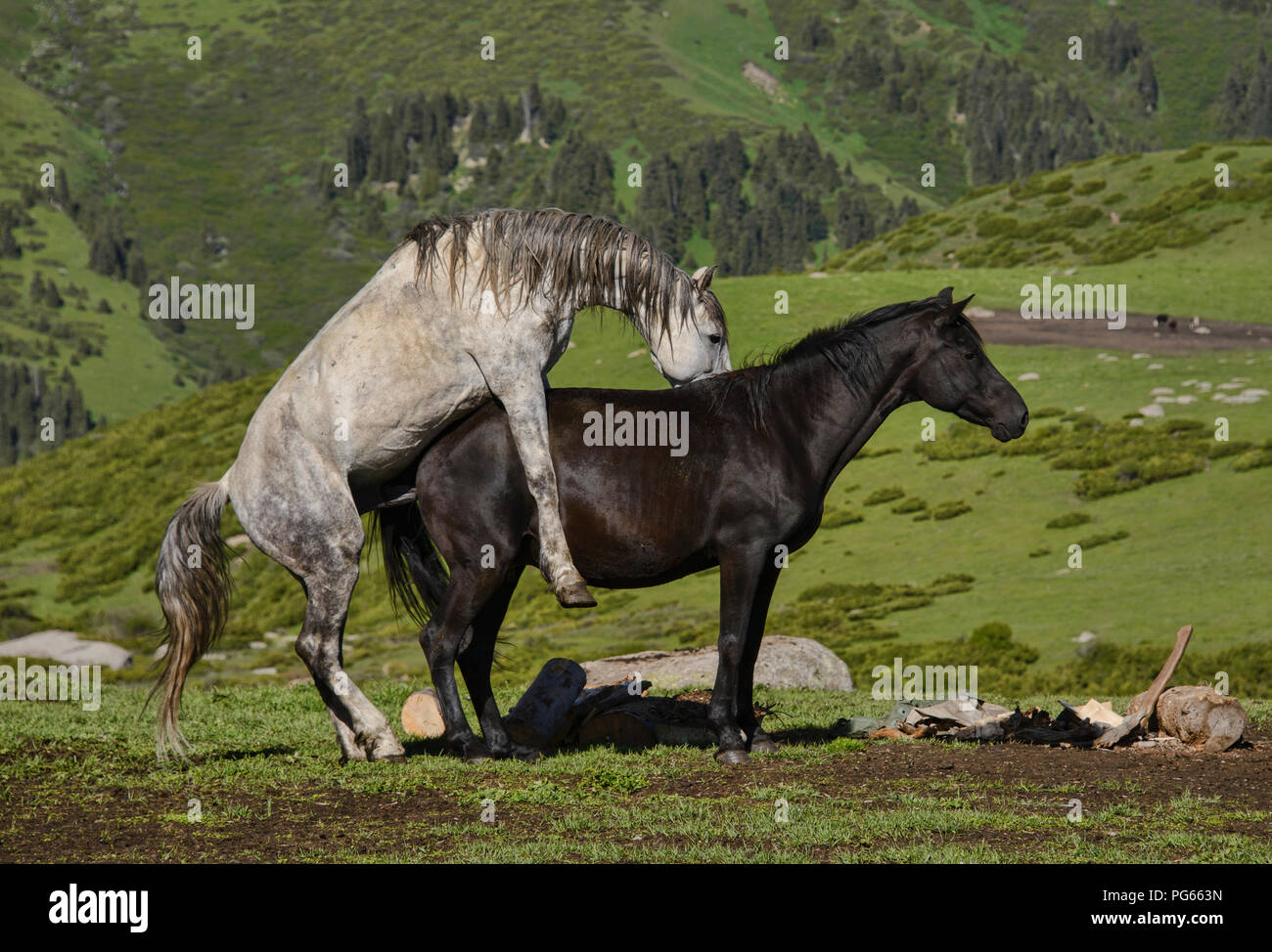 L'accouplement des chevaux dans la zone alpine de l'herbe, Jyrgalan, Kirghizistan Banque D'Images
