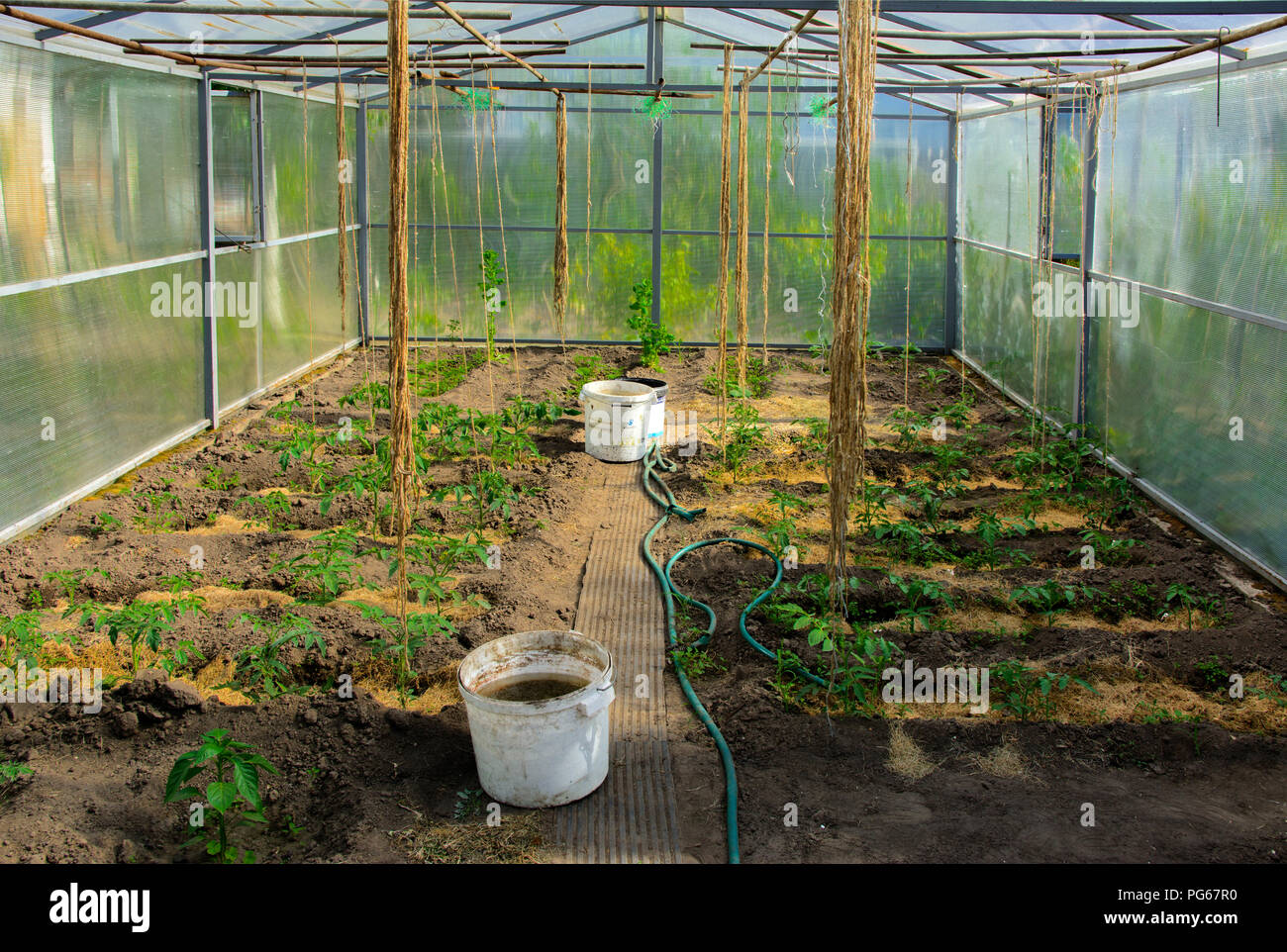 Des rangées de plants de tomates, poivrons et concombres grandit en une ...