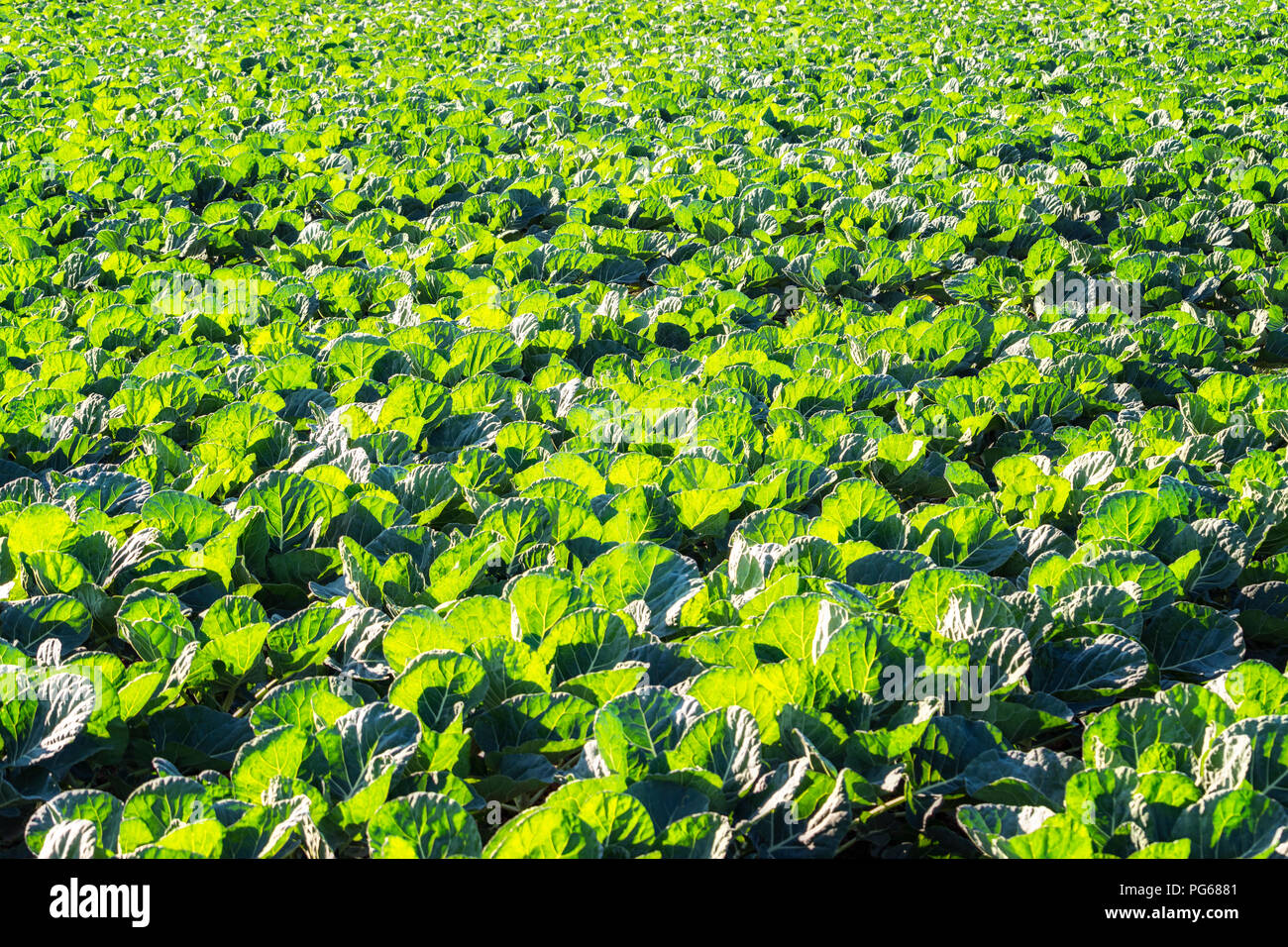 Royaume-uni, Ecosse, East Lothian, champ de choux de Bruxelles (Brassica oleracea), plantes youing Banque D'Images