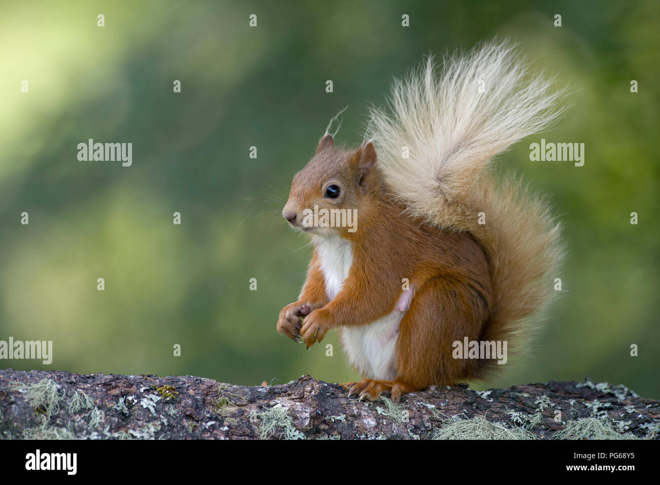 Portrait de l'Eurasian écureuil rouge Banque D'Images