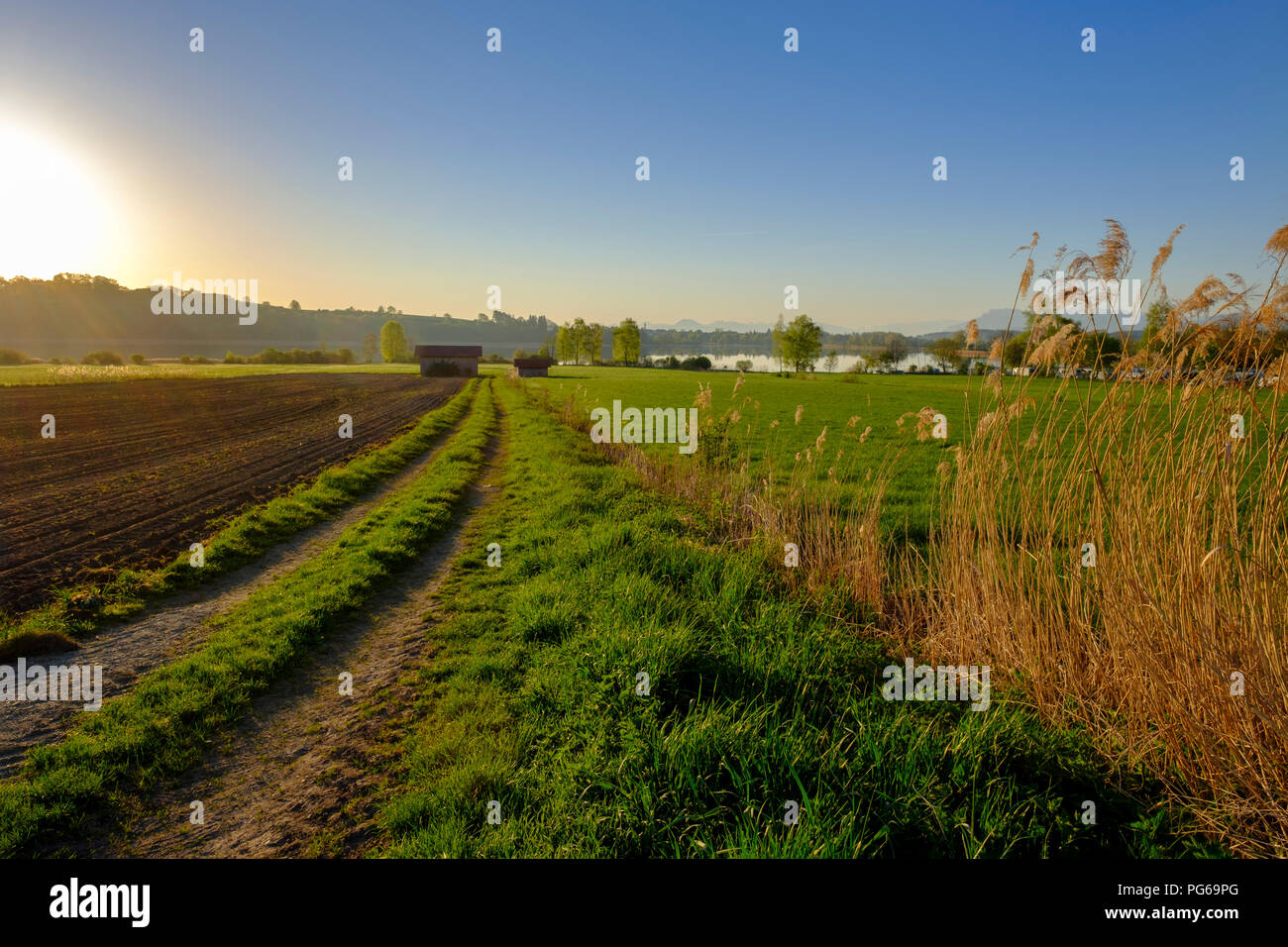 Allemagne, Berlin, Chiemgau, Tachinger voir près de Taching, champ contre soleil du matin Banque D'Images