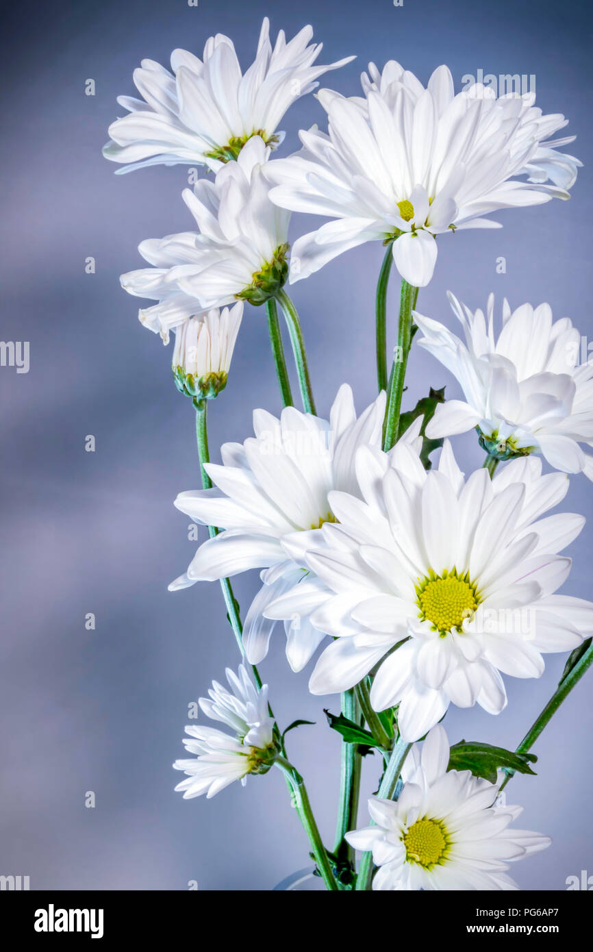 Les marguerites blanches avec centre jaune sur fond bleu Banque D'Images