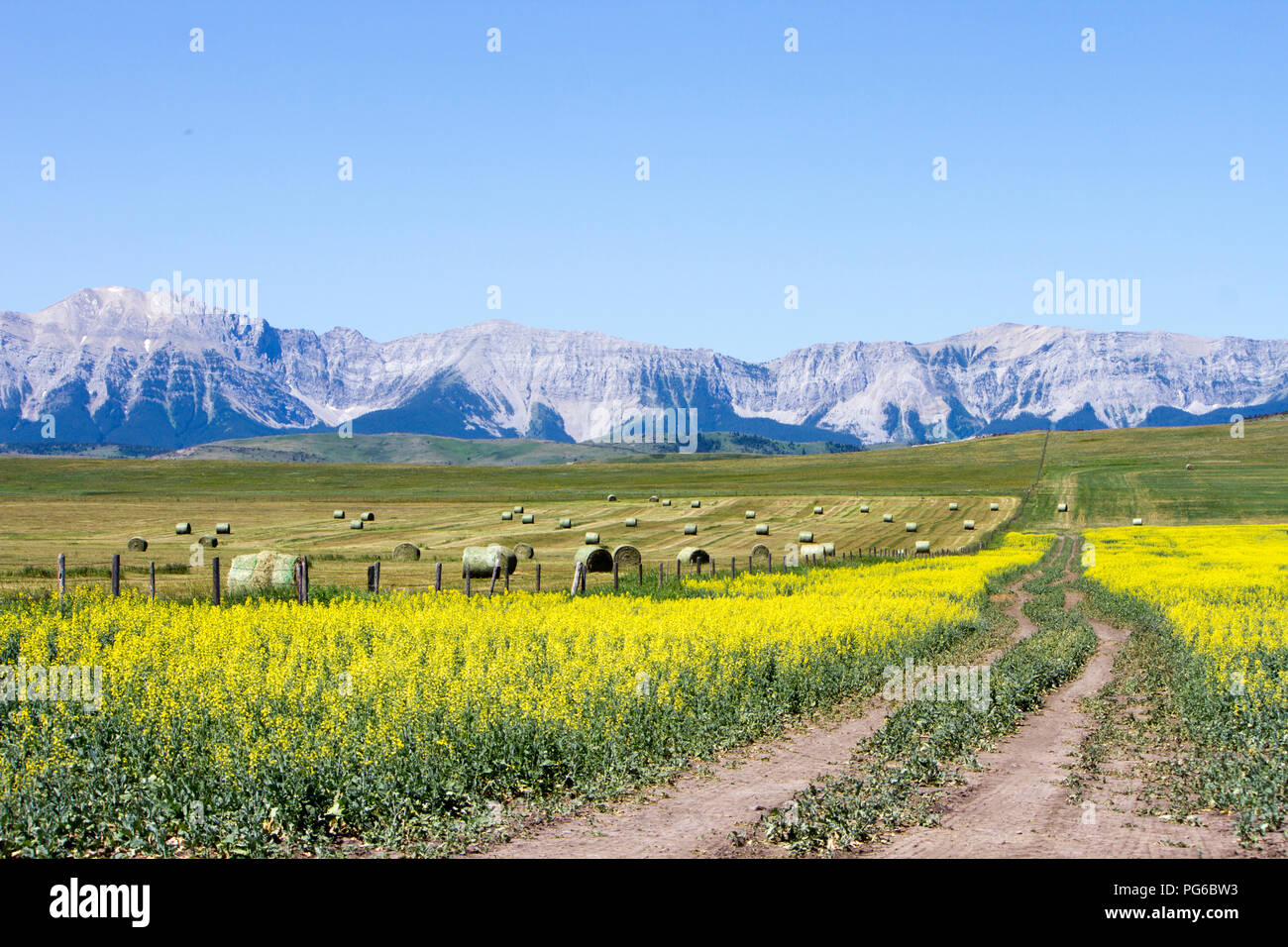 Vue sur les Rocheuses canadiennes et jaune champ de canola en fleurs sur la Cowboy Trail près de Lundbreck, Alberta, Canada. Banque D'Images