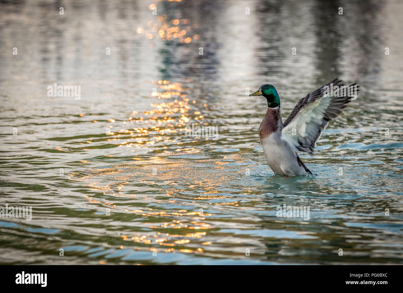 Canard colvert mâle dans l'eau les ailes battantes Banque D'Images