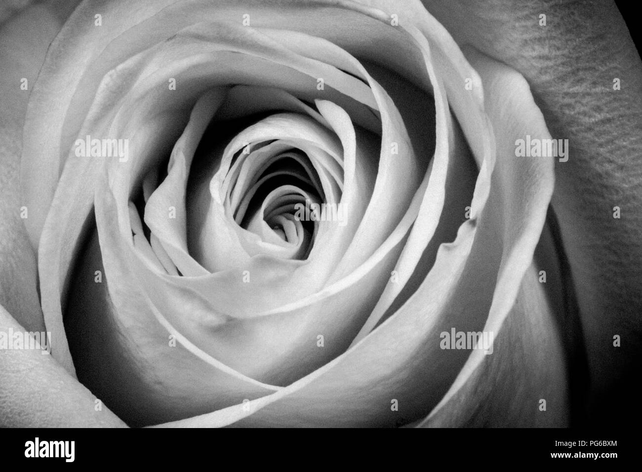 Un plan macro noir et blanc d'une rose Banque D'Images