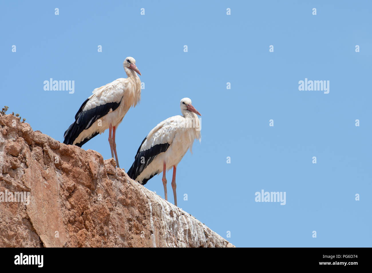 Couple de Cigognes blanches (Ciconia ciconia) au sommet d'une paroi rugueuse Banque D'Images