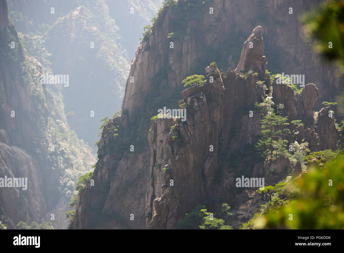 Pins tordus,,Nuages,pinacles de falaise,montagnes RocksYellow Jaingxi,Huang Shan,Province,China,Chine, République populaire de Chine Banque D'Images