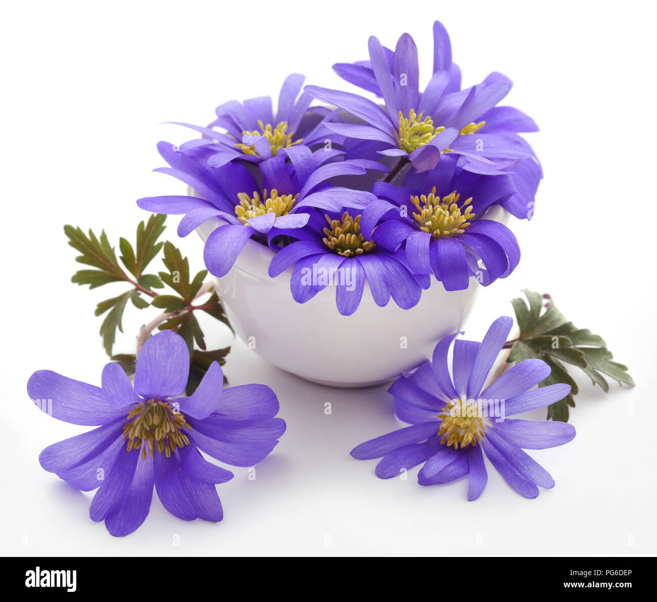 Anemone Blanda tons de bleu ou blanc plus Windflowers Grecian Banque D'Images