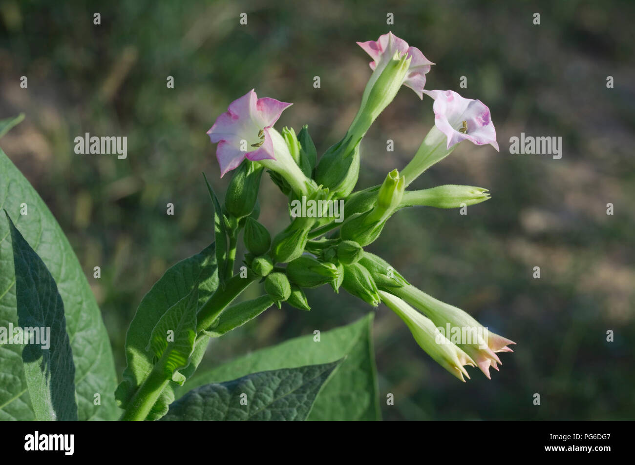 Plante de tabac Flower Close Up Banque D'Images