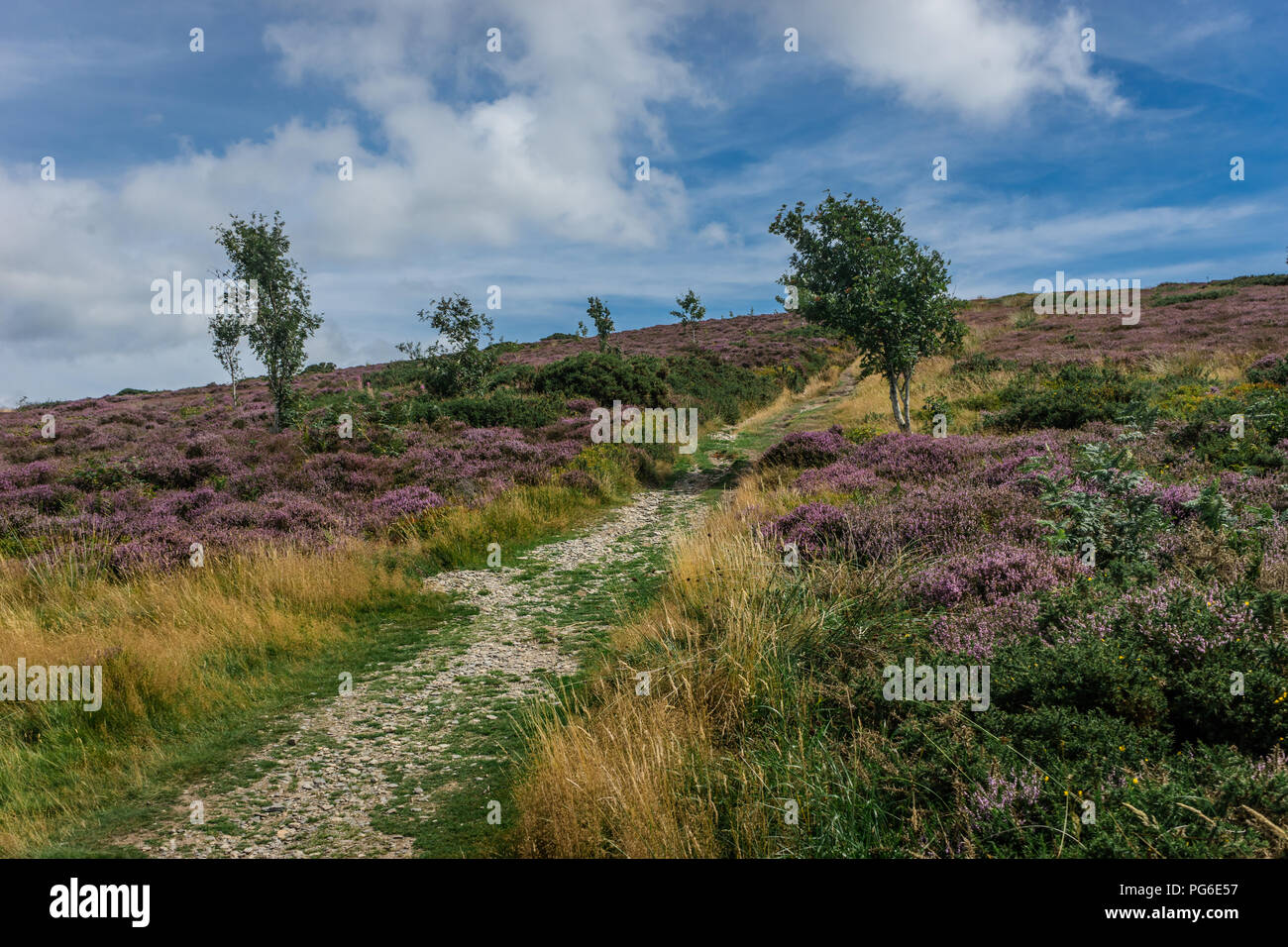 Arthur de moule, Denbighshire, Nord du Pays de Galles Banque D'Images