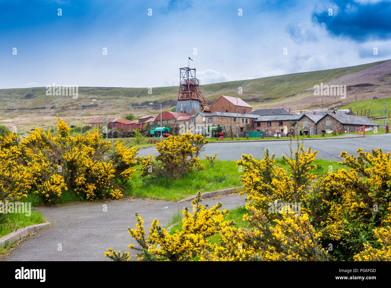 Les buissons d'ajoncs dynamique en face de Big Pit - une ancienne mine de charbon maintenant un site du patrimoine mondial de l'UNESCO à Blaenavon, Gwent, au Pays de Galles, Royaume-Uni Banque D'Images