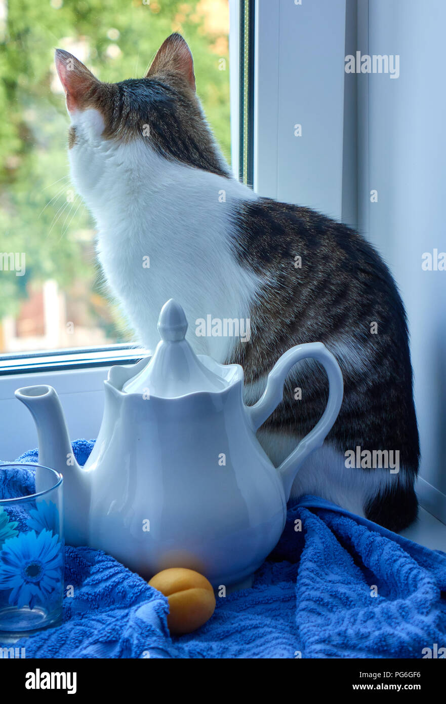 Chat assis sur le rebord de la fenêtre à la recherche sur la rue près de la théière, tasse blanche avec une fleur bleue et d'abricot sur la serviette bleu image la vie encore Banque D'Images