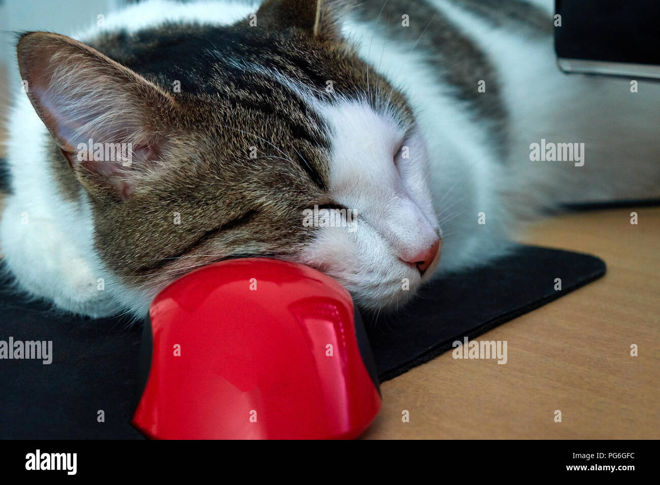 Chat blanc avec rayures marron et noir brillant dormir paisiblement sur la souris d'ordinateur rouge close-up portrait animaux drôles Banque D'Images