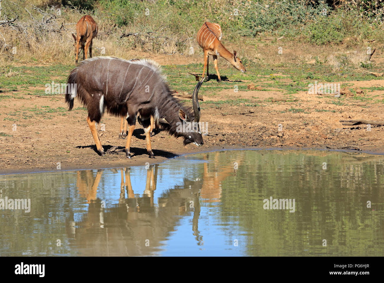 Antilope Nyala mâle (Tragelaphus angasii) eau potable, Mkuze game reserve, Afrique du Sud Banque D'Images