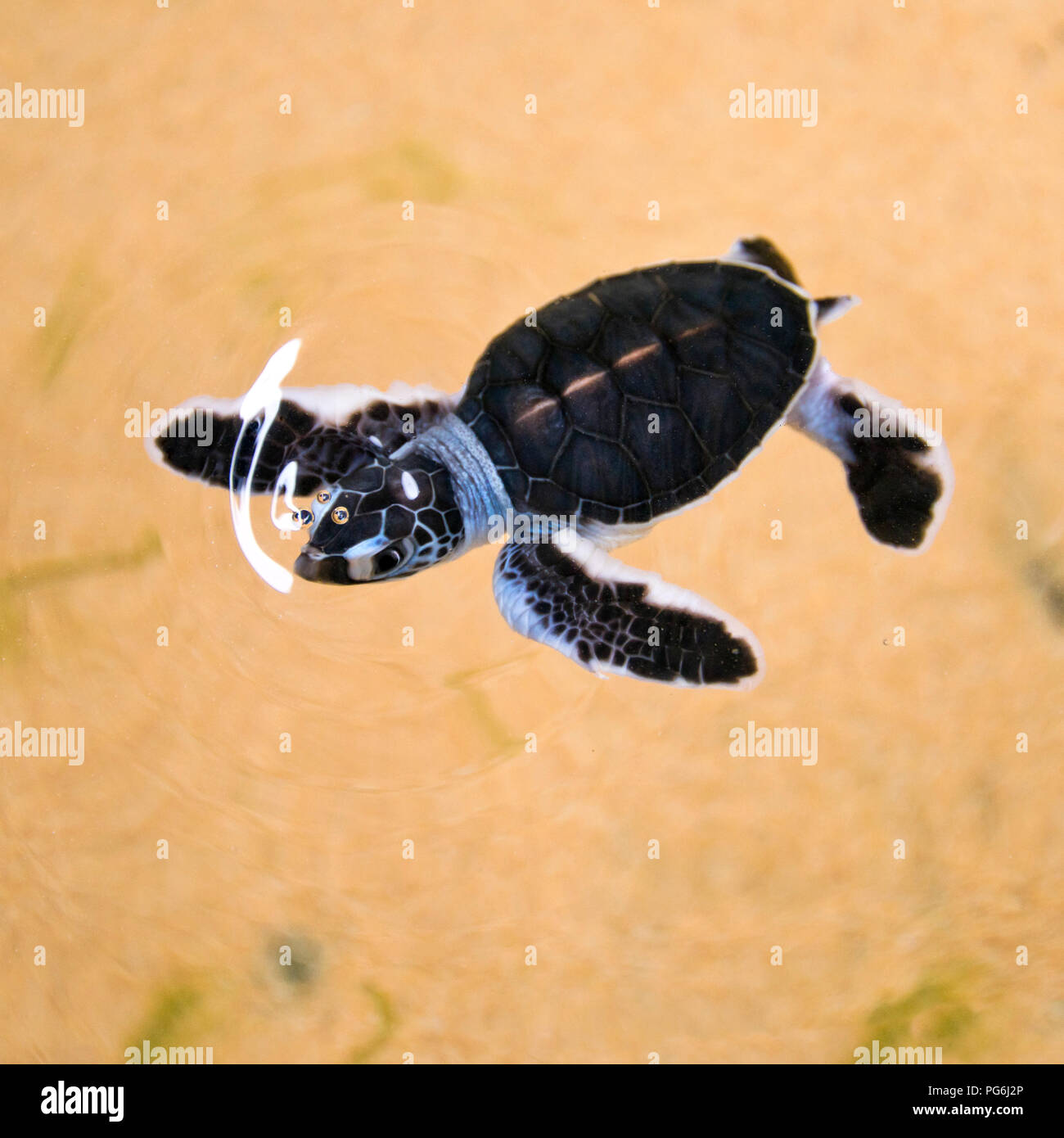 Tortue Bebe Mignon Banque D Image Et Photos Alamy