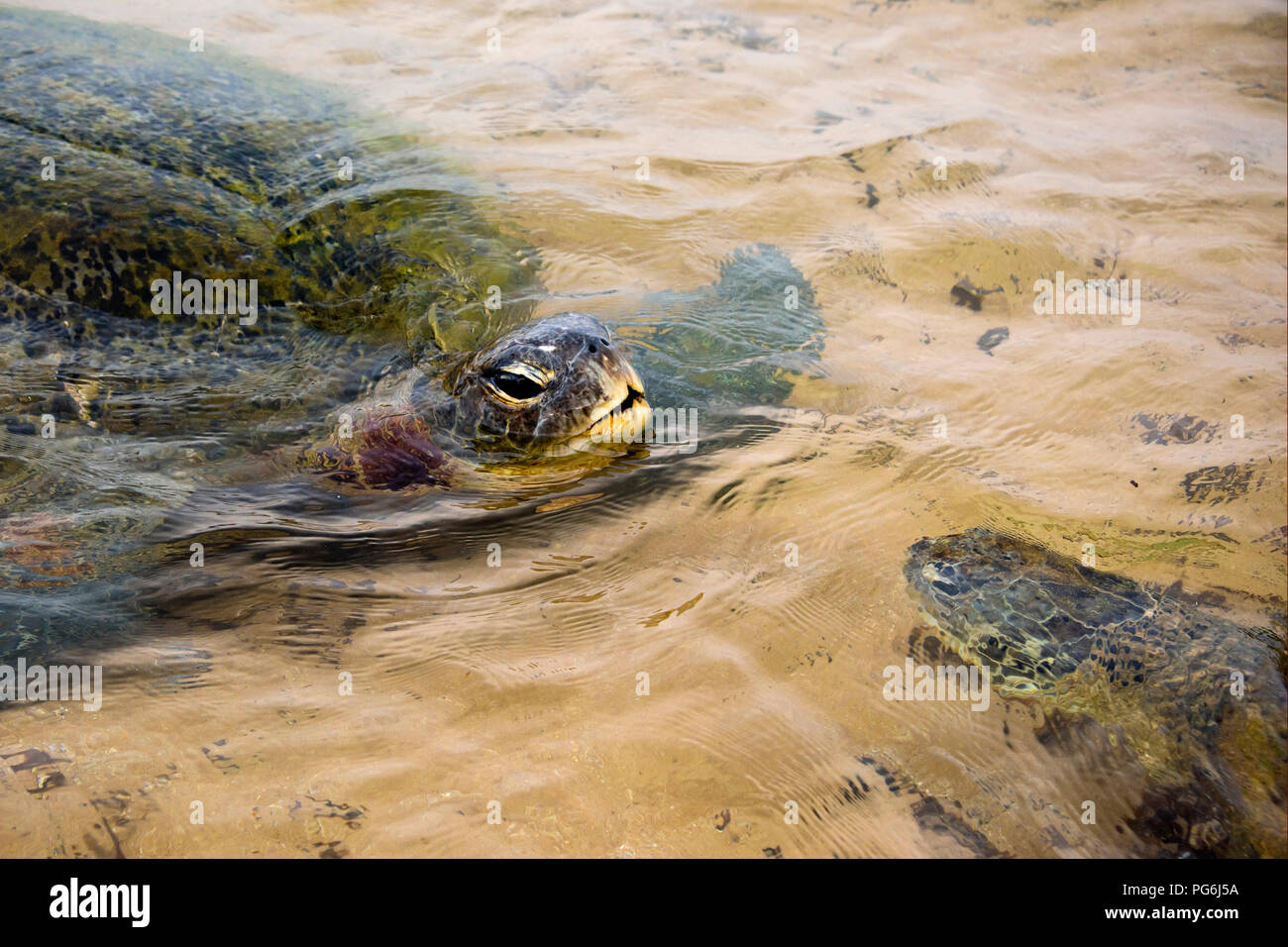 Close Up Horizontale De Tortues Vertes Natation En Eau Peu