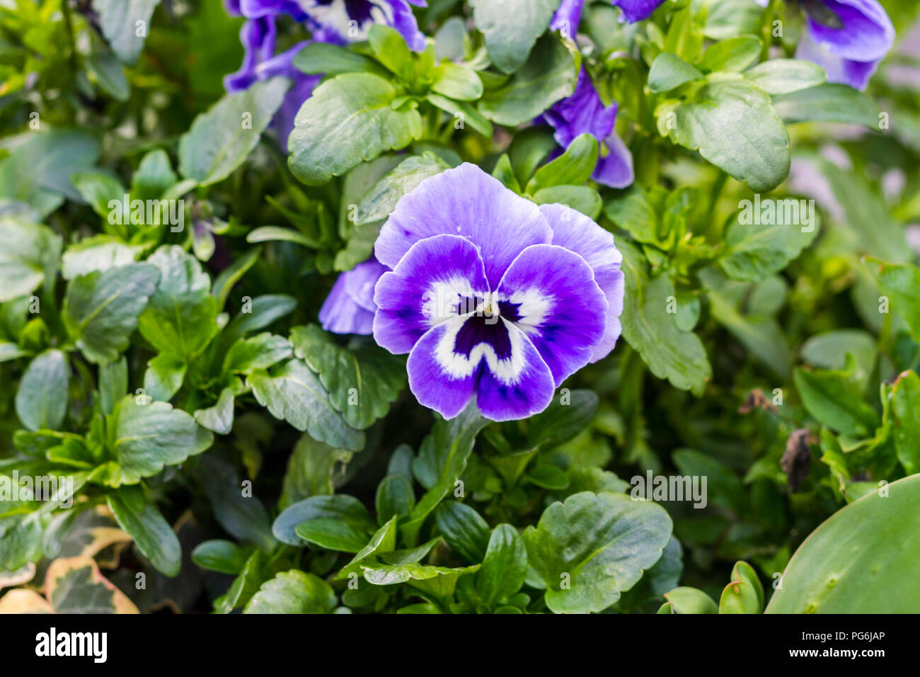 Pansy Purple White plant, pensées avec beaucoup de vert feuillage, Dublin  Irlande Photo Stock - Alamy