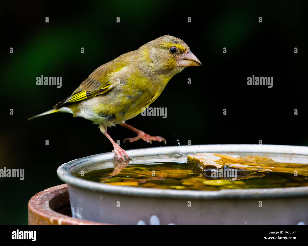 Chloris chloris - finch vert eau potable d'un intestin Banque D'Images