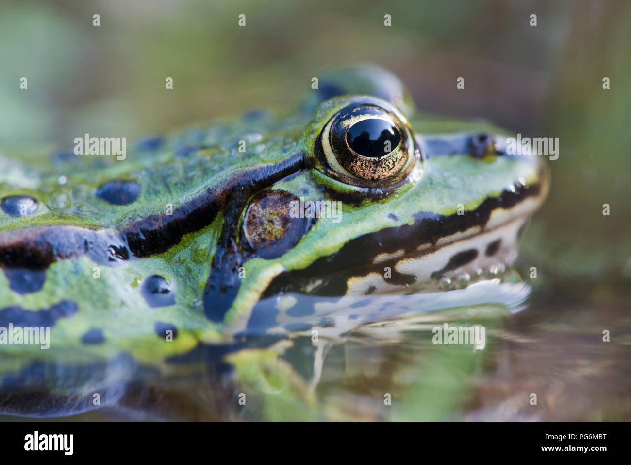 La grenouille verte (Rana esculenta) dans l'eau, animal portrait, Basse-Saxe, Allemagne Banque D'Images