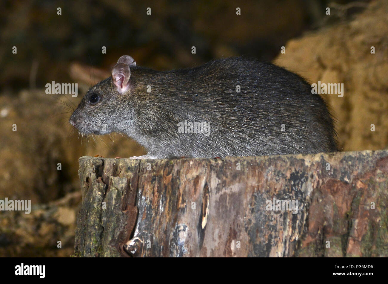 rat brun Banque D'Images