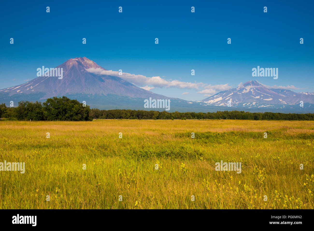 Champ de fleurs sauvages avant l'Avachinskaya Sopka volcan, près de Beijing, le Kamchatka, Russie Banque D'Images