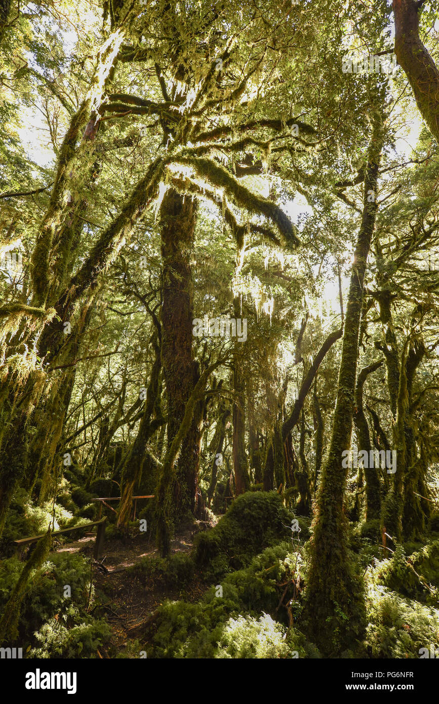 El Bosque Encantado, enchantés ou ensorcelés, forêt forêt tropicale avec de la mousse et lichen, Carratera Austral, Queulat Banque D'Images