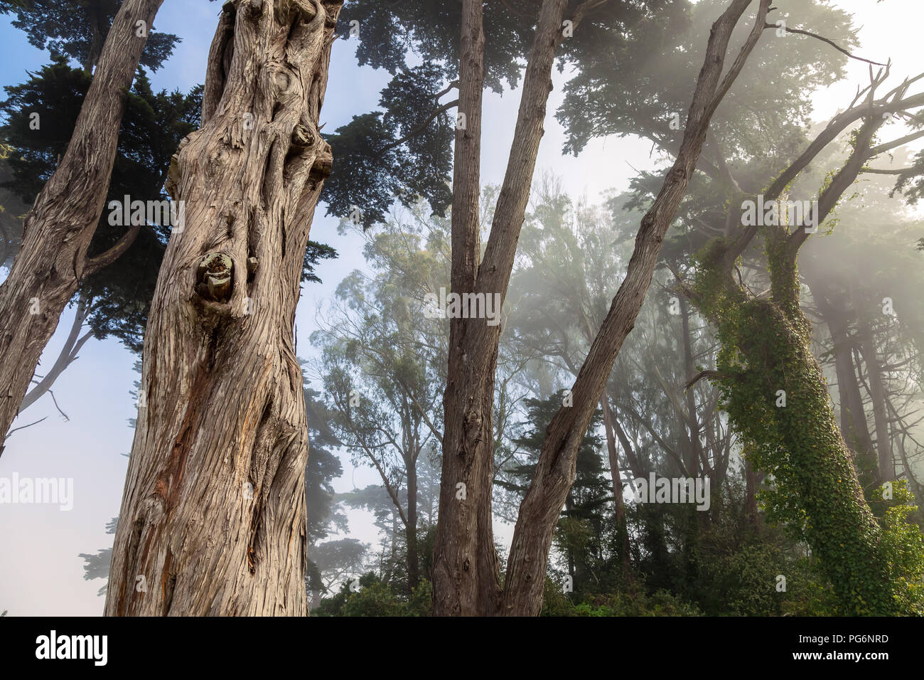 Cyprès de Monterey et le centre d'brouillard, Golden Gate Park, San Francisco, California, United States. Banque D'Images