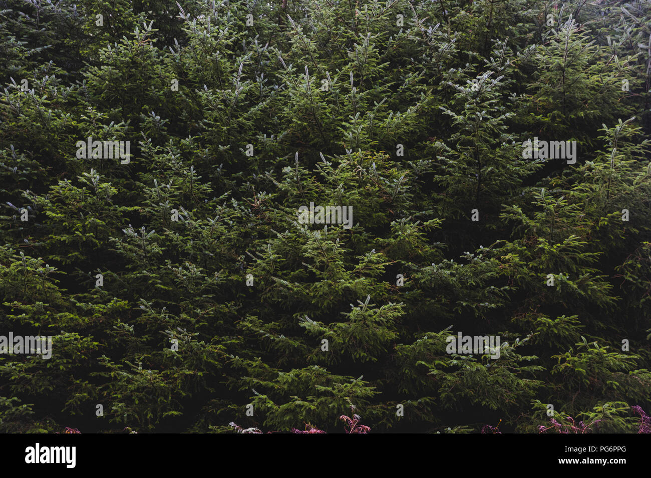 France, Régions, Bretagne, Lake District, sapins, Close up Banque D'Images