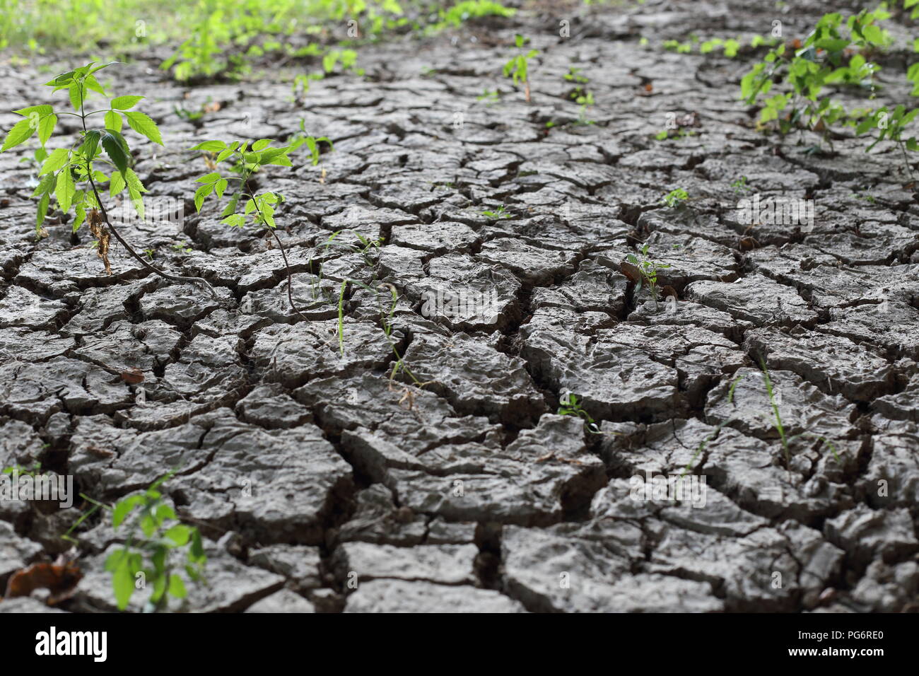 Un sol de terre séchée avec des fissures une plantes vertes Banque D'Images