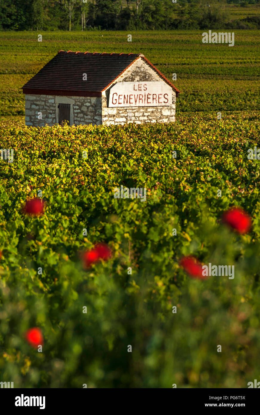 LES GENEVRIERES vendangeurs stone refuge dans les Genevrières vineyard coquelicots en premier plan. Meursault, Bourgogne Côte d'Or, France. Banque D'Images