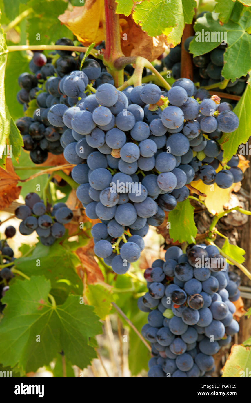 Carignan, avec des grappes de raisin presque prêt pour la récolte, Bages, Aude, Occitanie, France Banque D'Images