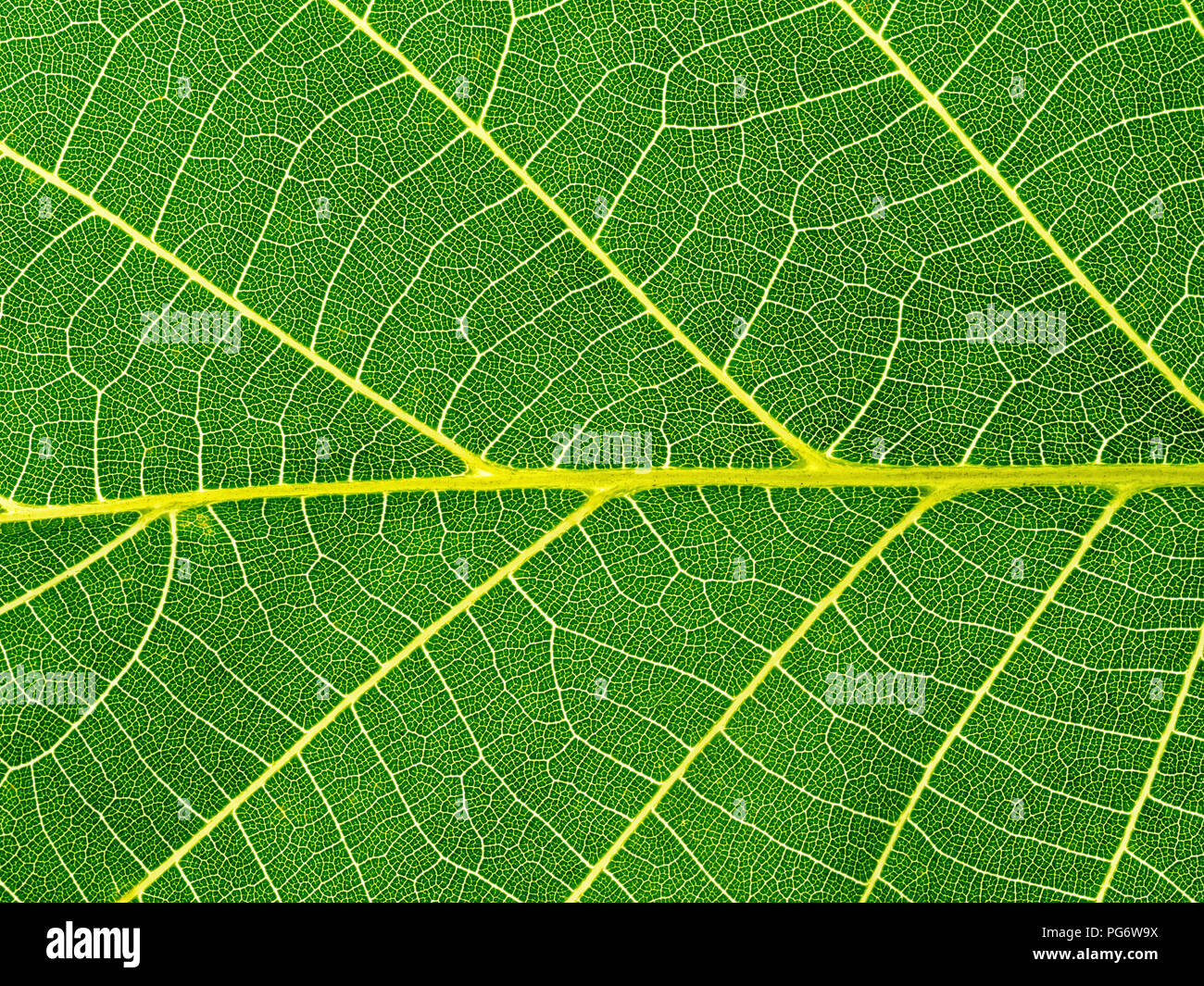 Close-up d'une feuille verte, nervures des feuilles Banque D'Images