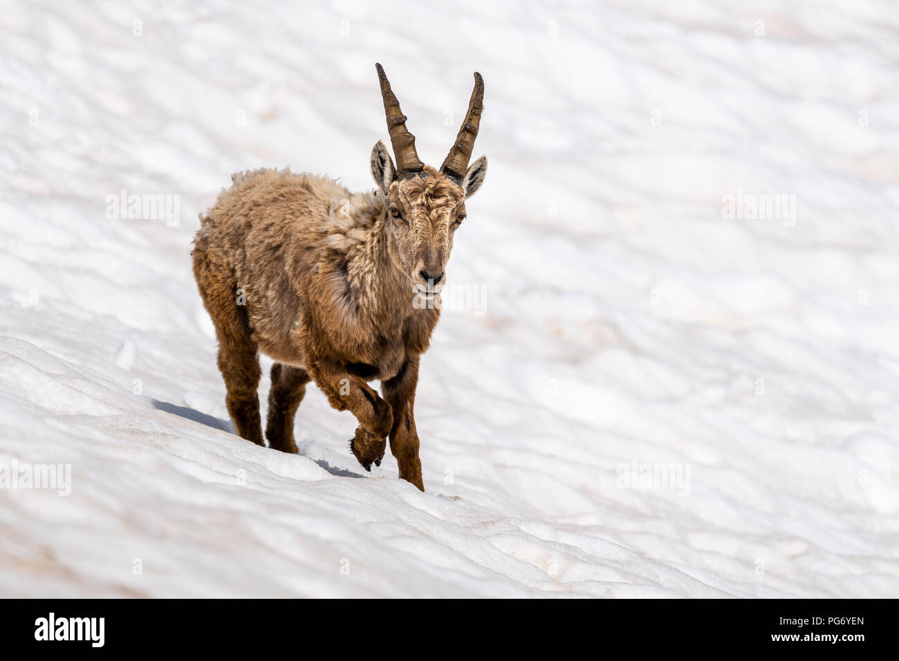 Suisse, Tessin, Bouquetin des Alpes, Capra ibex Banque D'Images