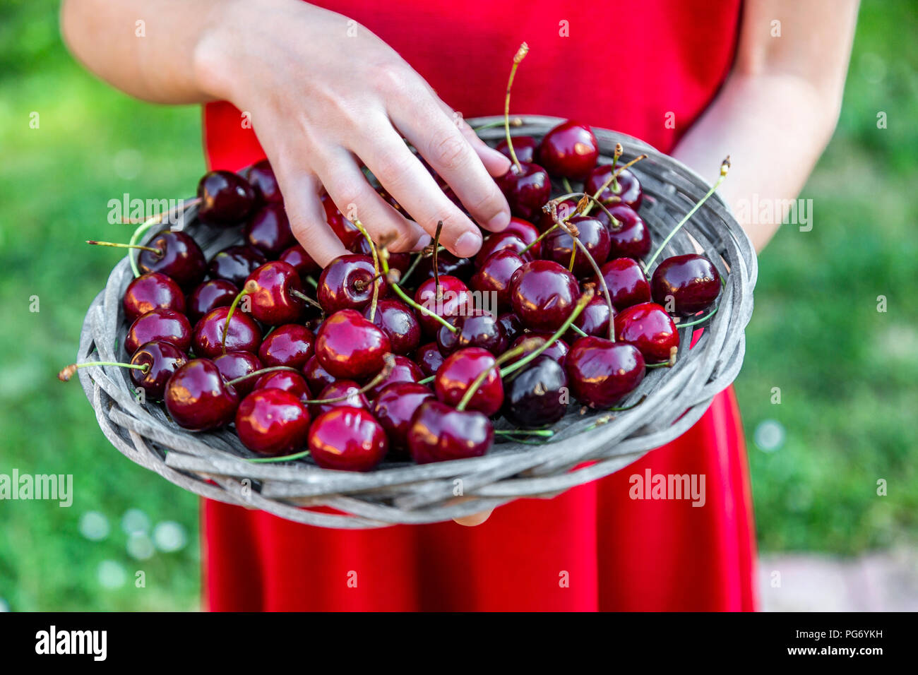 Girl holding panier de cerises, close-up Banque D'Images