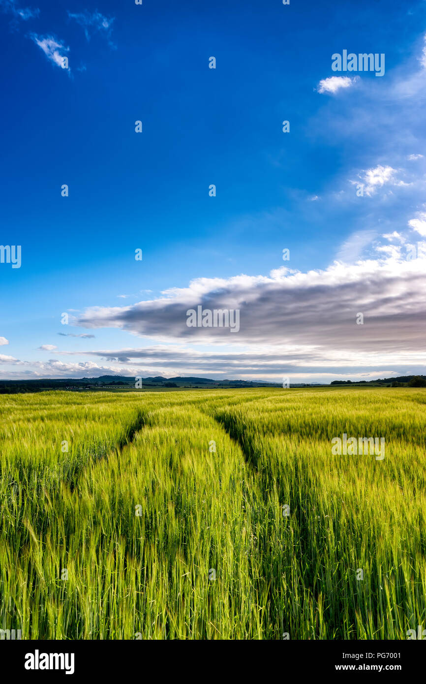 Royaume-uni, Ecosse, East Lothian, champ d'orge (Hordeum vulgare), le coucher du soleil Banque D'Images