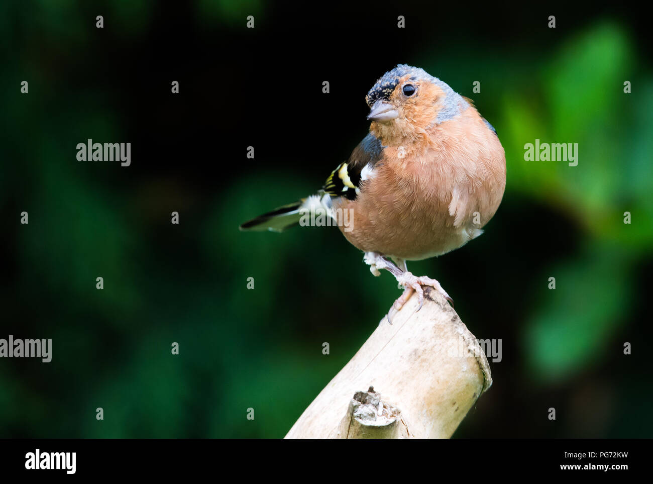 - Fringilla coelebs chaffinch commun sur un poste permanent Banque D'Images